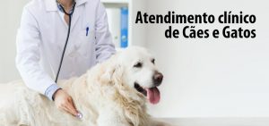 Atendimento clínico em Cães e Gatos